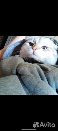 Отдаем в добрые руки кота