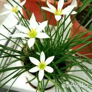 Выскочка белая,каланхоэ лечебный, хлорофитум