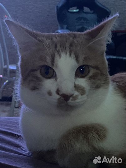 Котик ищет семью