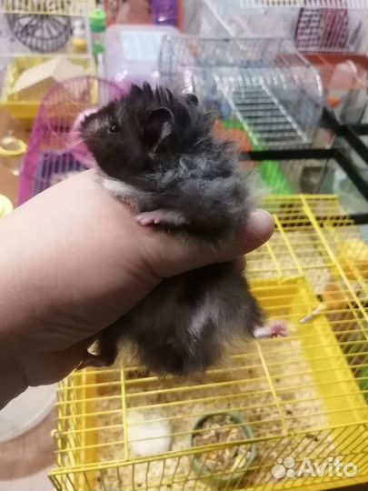 Сирийский хомяк девочка взрослая