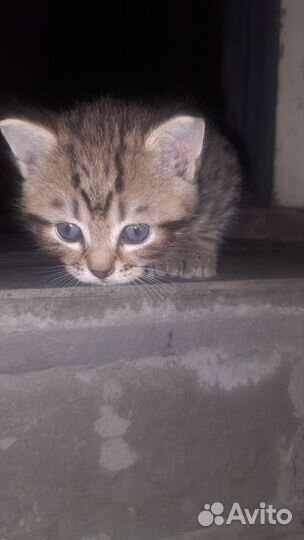 Коты бесплатно