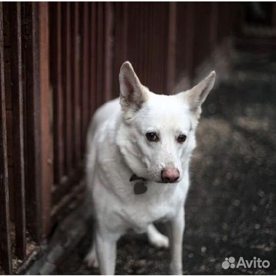 Собака Пломбир из приюта