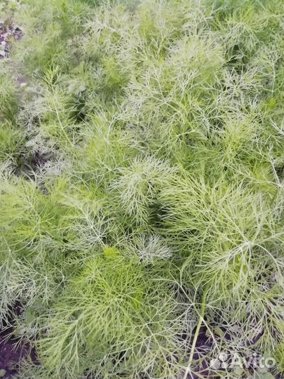 Укроп и редис