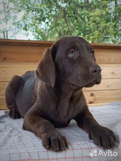 Элитные щенки лабрадора