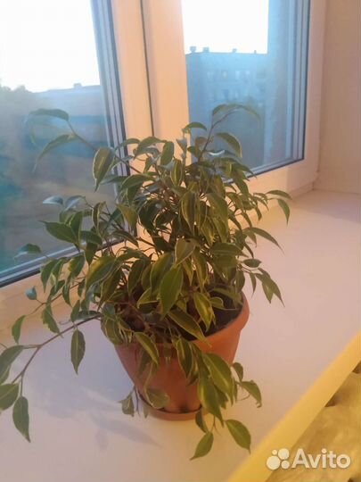 Фикус бенджамина