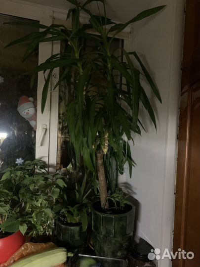 Пальма юкка