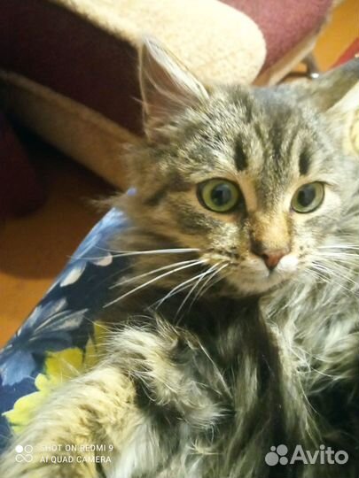 Молоденький котик ищет хозяина