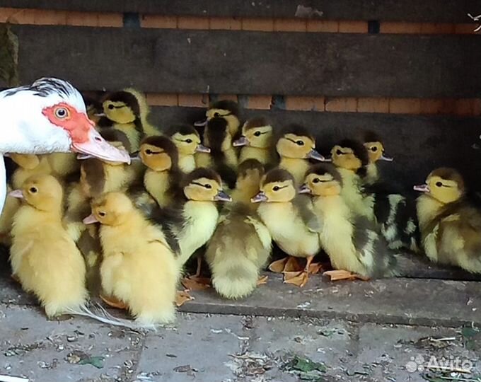 Мускусные утята