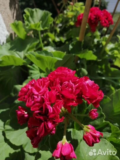 Пеларгония герань