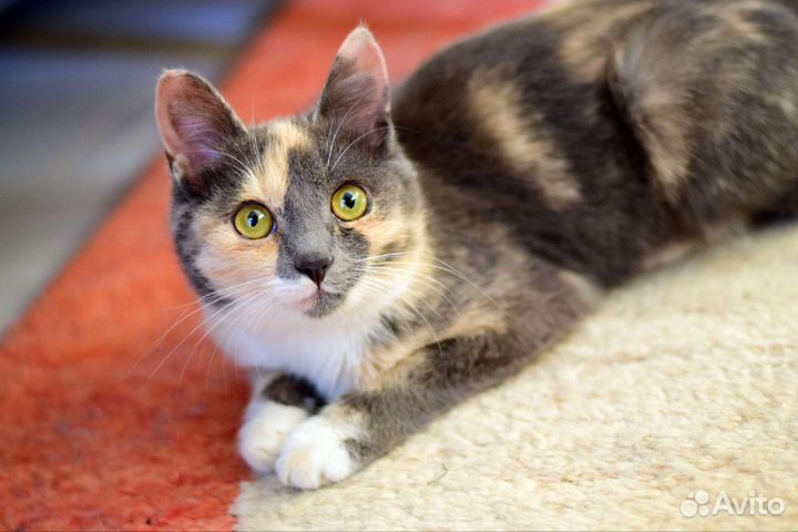 Кошечка Тесса ждёт укотовления