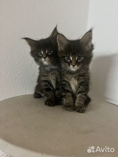 Подам котенка Мейн Кун