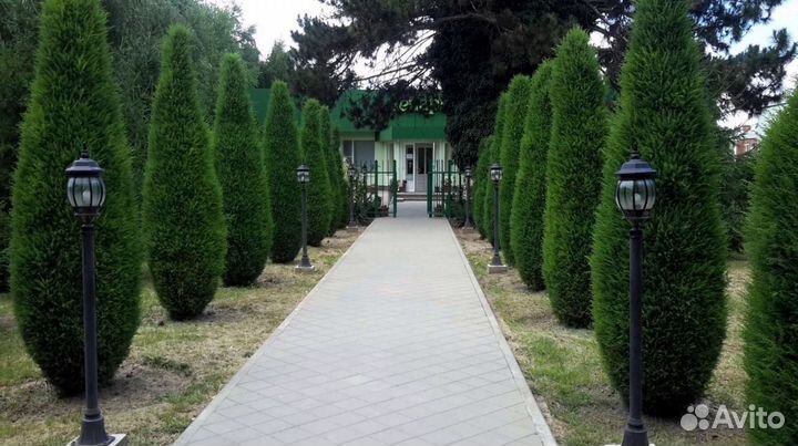 Туи вип класса