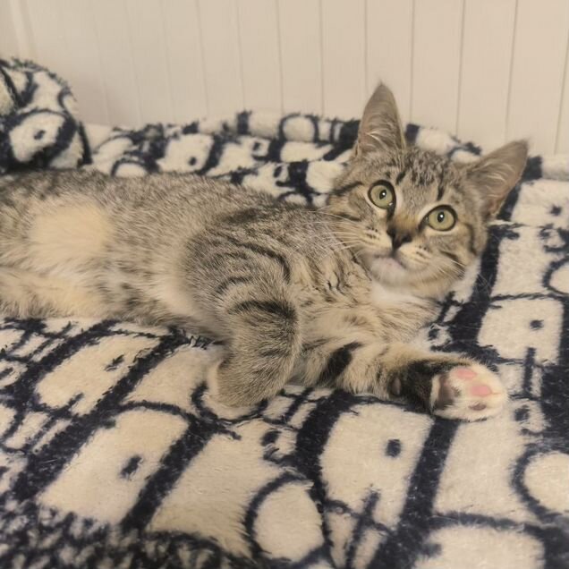 Котёнок в добрые руки