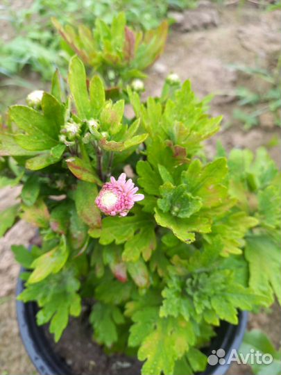 Хризантема мультифлора