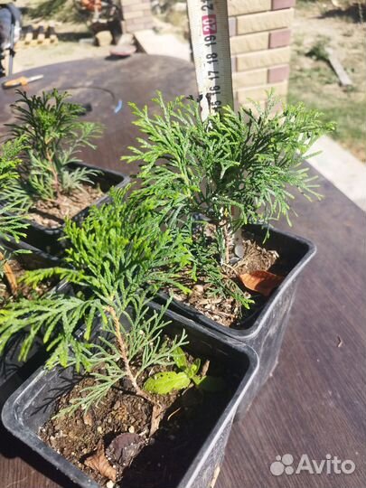 Туя смарагд