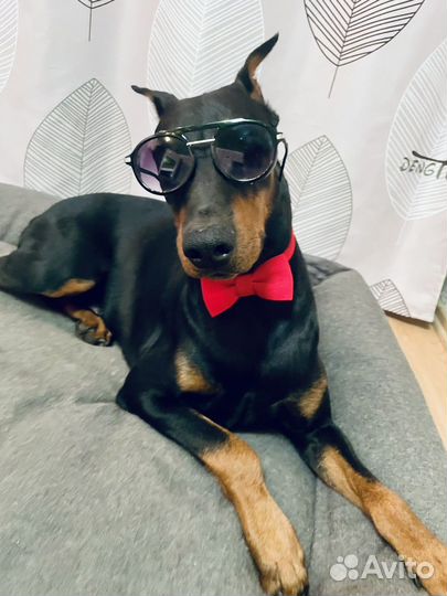 Доберман вязка