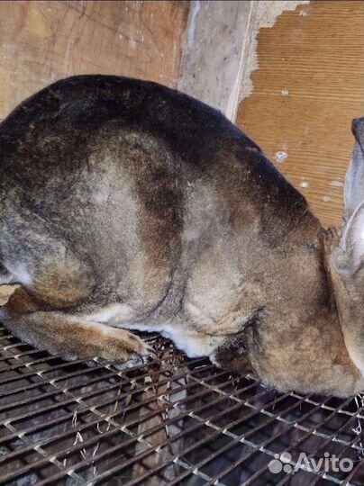 Кролики породы рекс