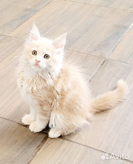 Котята мейн-кун