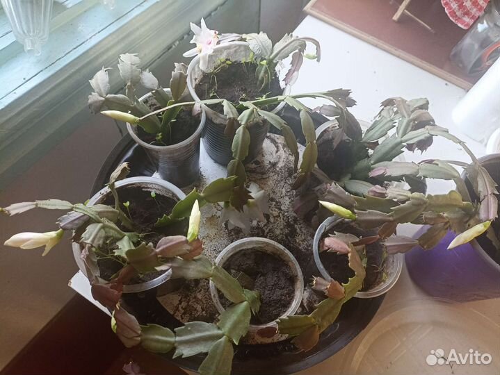 Комнатные растения цветущие