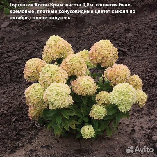 Гортензии различных сортов