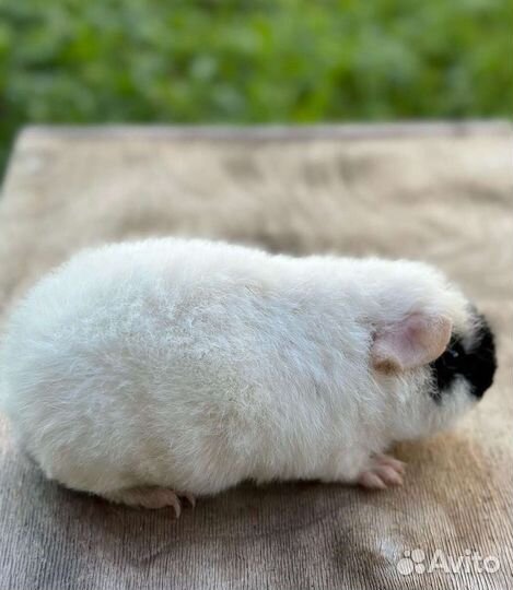 Морская свинка американский тедди