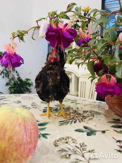 Декоративный петушок. Малазийская серама