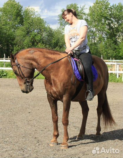 Спокойный мерин в аренду или в поларенды