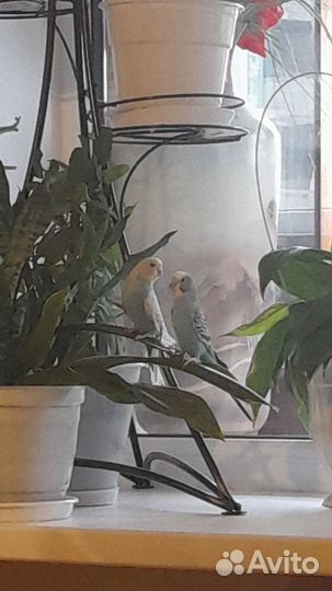 Волнистые попугаи