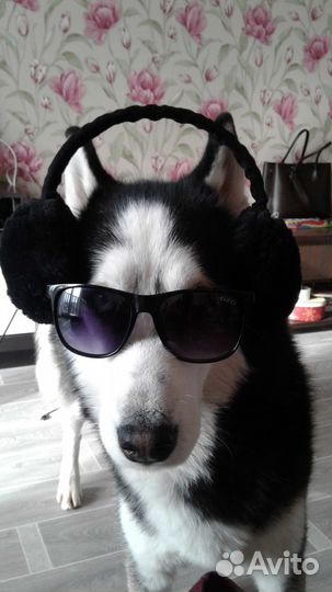 Вязка без оплаты