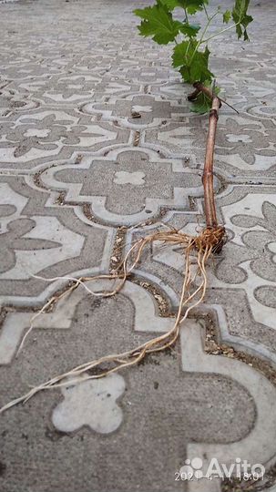 Саженцы винограда