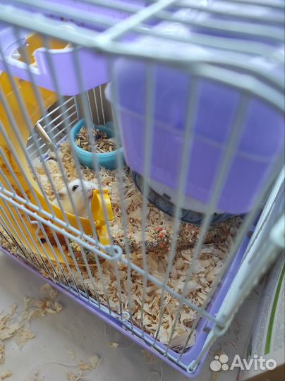 Джунгарский хомяк