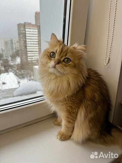 Британский кот на вязку