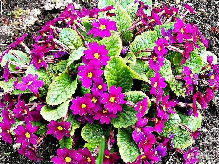 Астры в ассортименте и примула