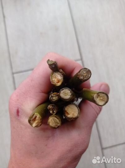 Лакомство для грызунов