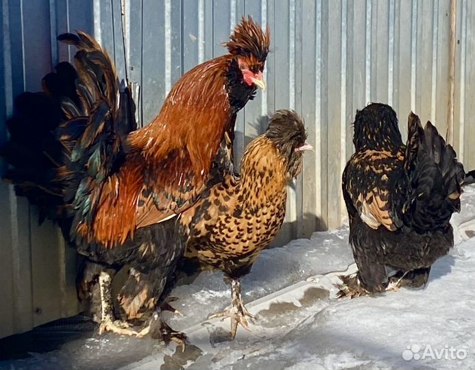 Куры павловские золото