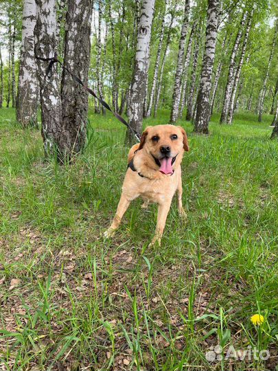 Собака из приюта в добрые руки