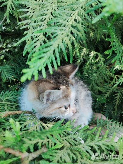 Милые котята от домашней кошки