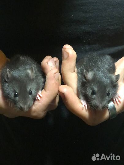 Крысята бесплатно