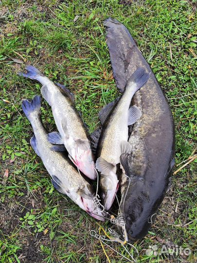 Рыба донская свежая