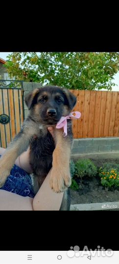 Домашние животные собаки щенки