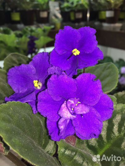 Сортовые фиалки