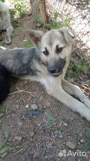 Молодые стерилизованные собачки