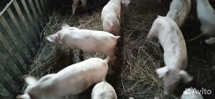 Поросята