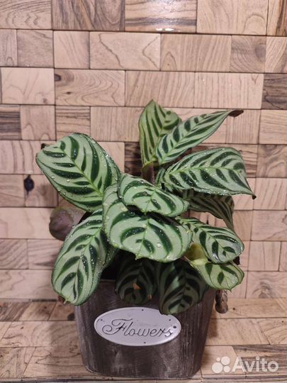 Ктенанта бурле маркси