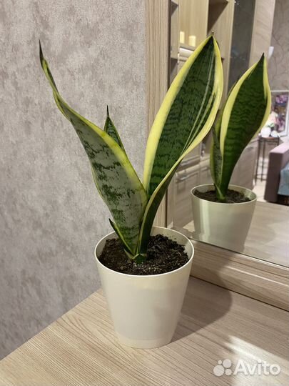 Сансевиерия Лауренти, щучий хвост
