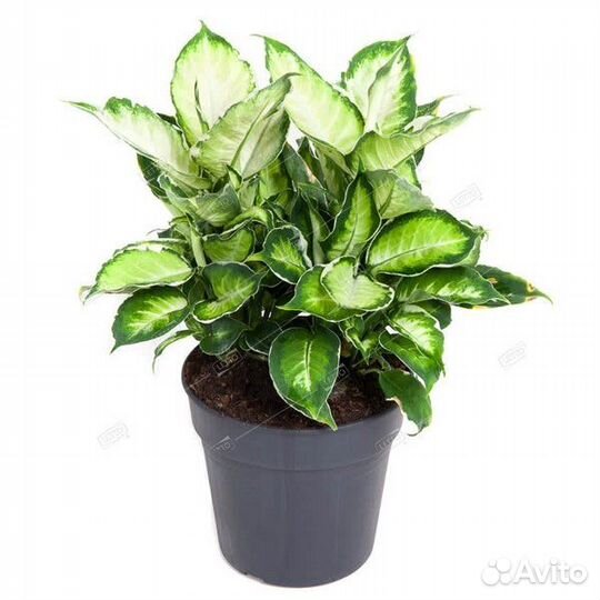 Диффенбахия Кул Бьюти Dieffenbachia Cool Beauty 40