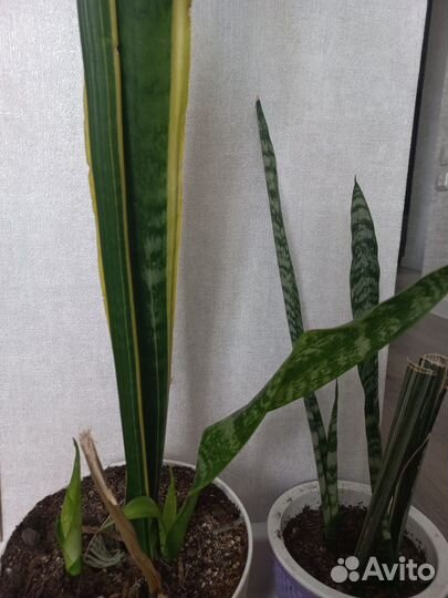 Сансевиерия щучий хвост