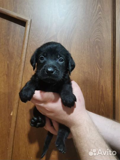 Щенки лабрадора