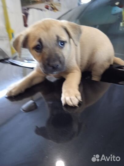 Щенок девочка стафф в добрые руки, бесплатно