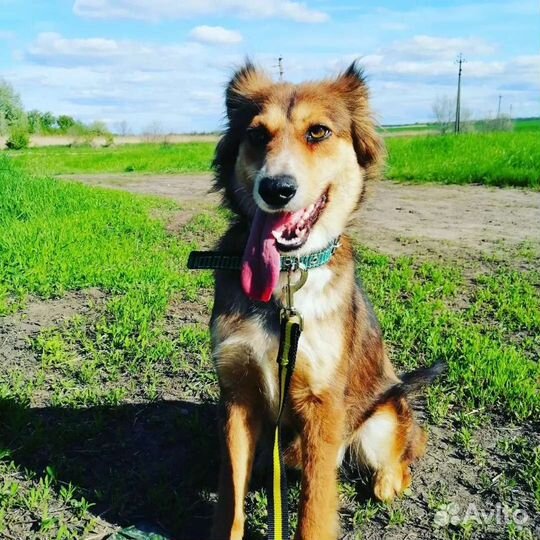 Собака Каштанка